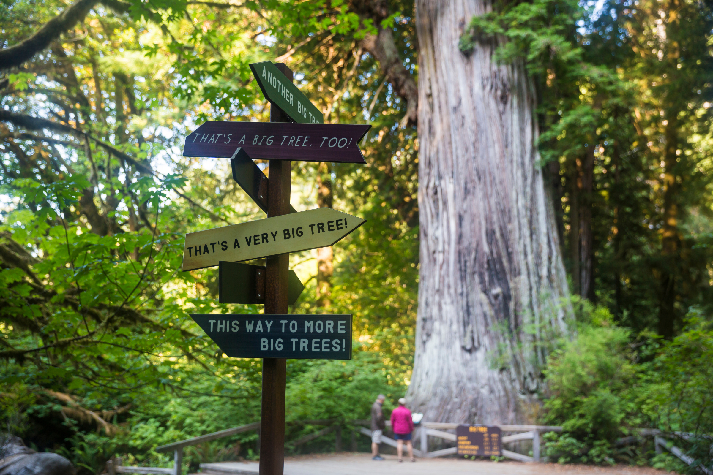 redwood national park, california (4).webp